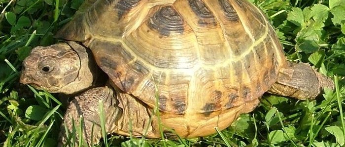 черепаха крокодил